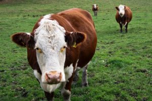Stress bij boeren