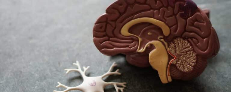 Wat is endorfine? En wat doet stress met endorfine?