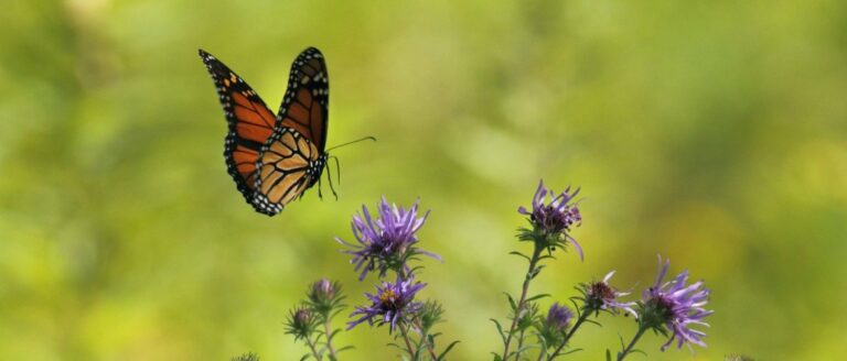 Het Butterfly Effect - Hoe kan het helpen bij stress en burn-out?