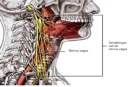 nervus vagus problemen die kunnen ontstaan